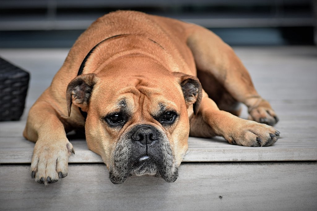 dog laying on a porch